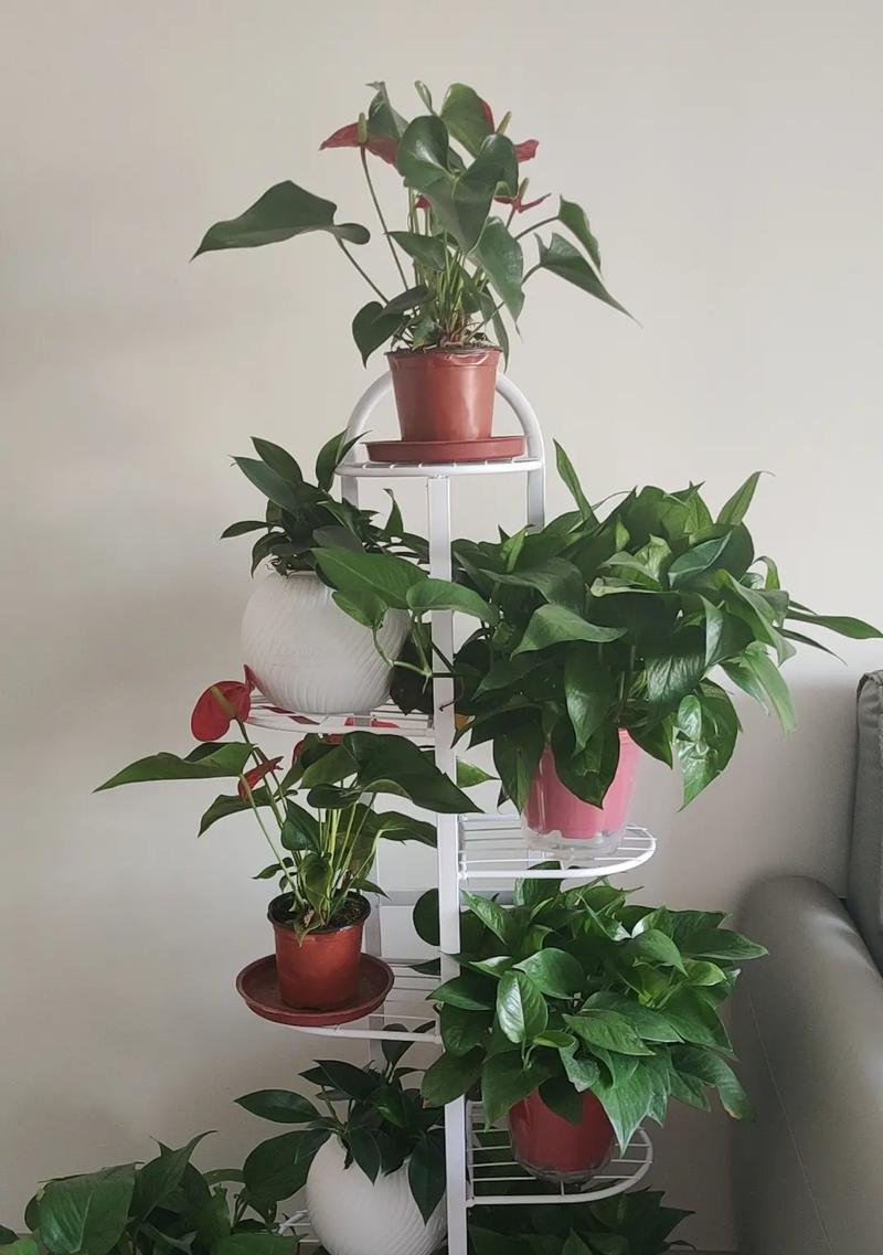 室内绿植有哪些？哪些适合室内环境？