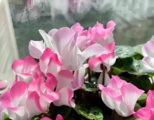 仙客来浇水的正确方法是什么？怎样避免浇水过多或过少？