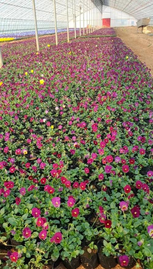 花海中适合种植哪些花卉？