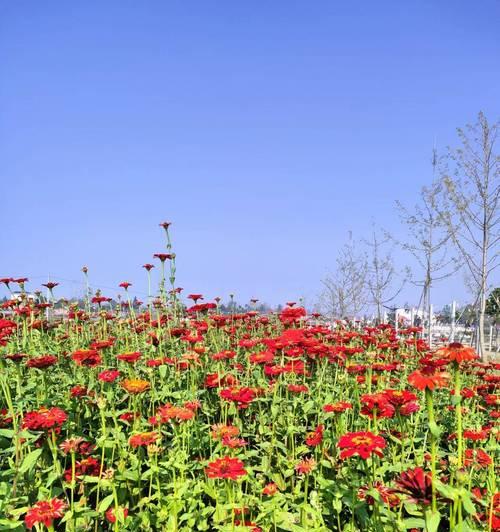 花海中适合种植哪些花卉？