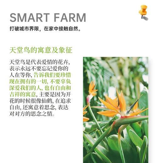天堂鸟花怎么养？天堂鸟花养护的正确方法是什么？