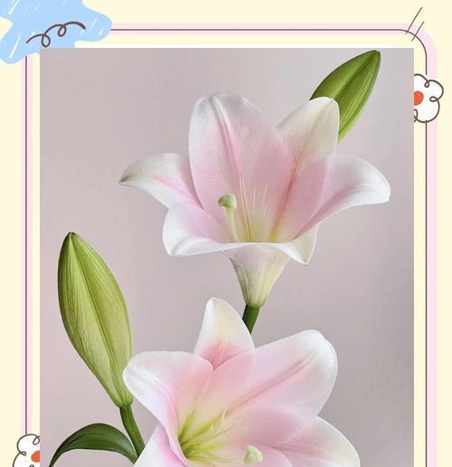 土栽百合花的浇水技巧是什么？
