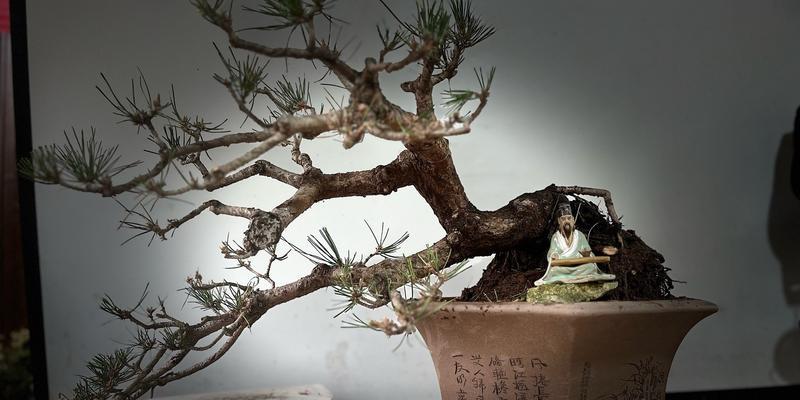 黑松盆景的养殖方法和注意事项是什么？