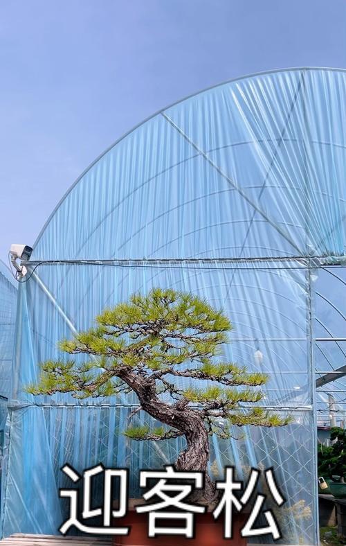 黑松盆景的养殖方法和注意事项是什么？