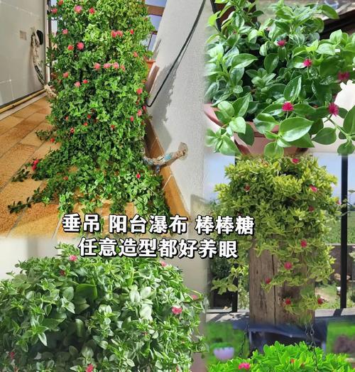 牡丹吊兰养护的注意事项有哪些？