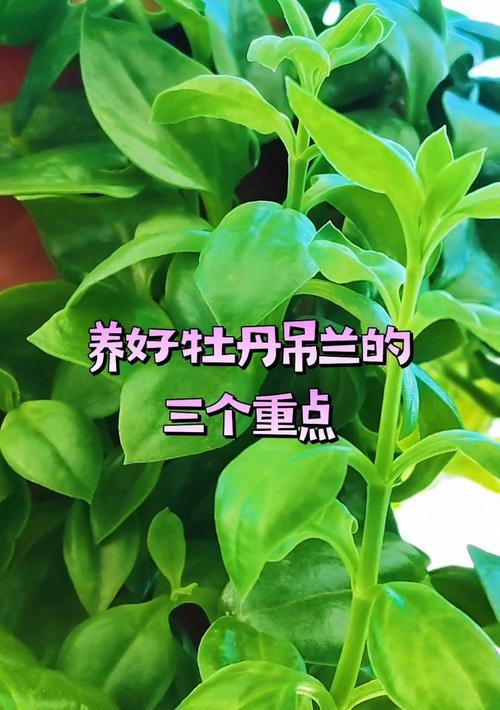 牡丹吊兰养护的注意事项有哪些？