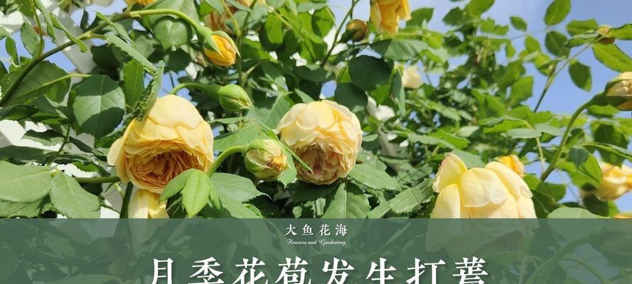 月季浇水过多的处理方法和预防措施是什么？