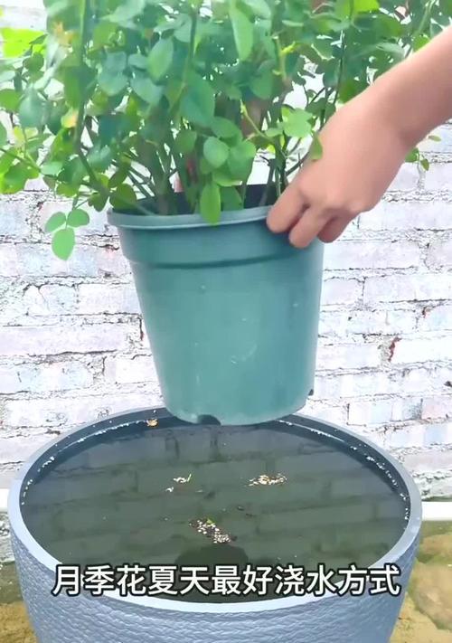 月季浇水过多的处理方法和预防措施是什么？