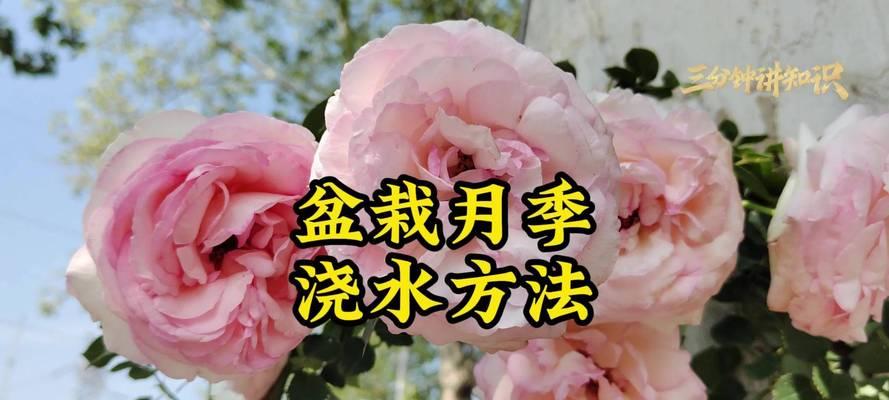 月季浇水过多的处理方法和预防措施是什么？