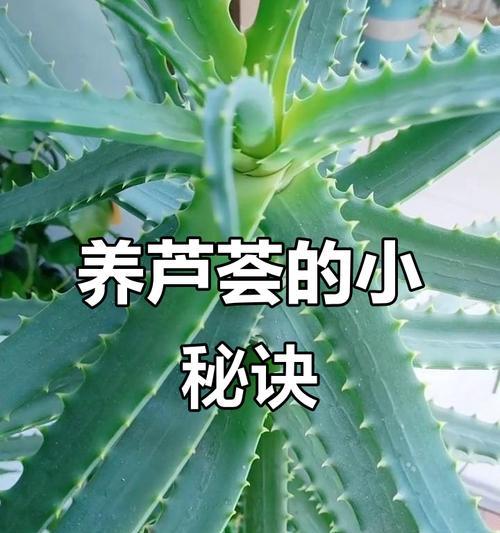 芦荟叶片松软的解决方法是什么？