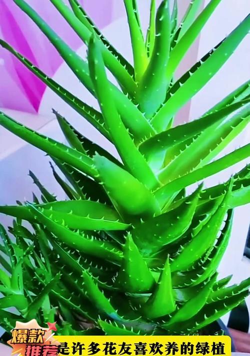 芦荟叶片松软的解决方法是什么？