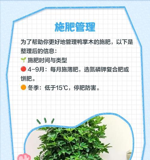 鸭掌木烂根的处理方法和预防措施是什么？