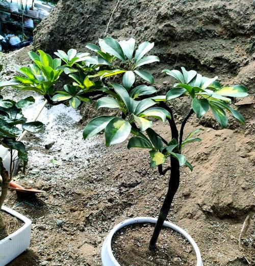 鸭掌木烂根的处理方法和预防措施是什么？