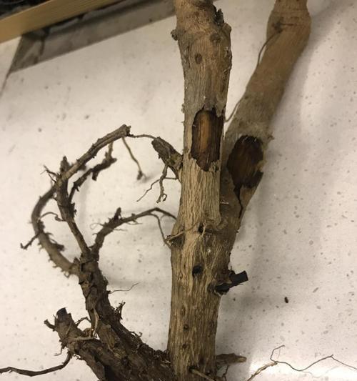 鸭掌木烂根的处理方法和预防措施是什么？