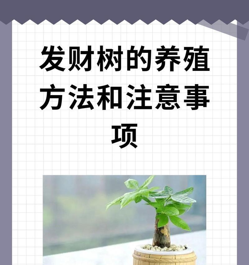 发财树生长需要施加哪种肥料？