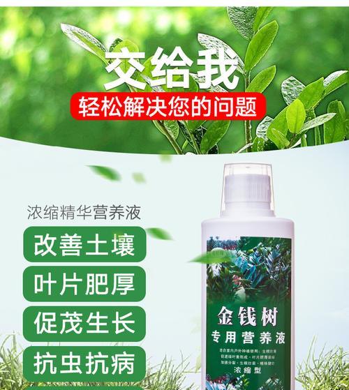 发财树生长需要施加哪种肥料？
