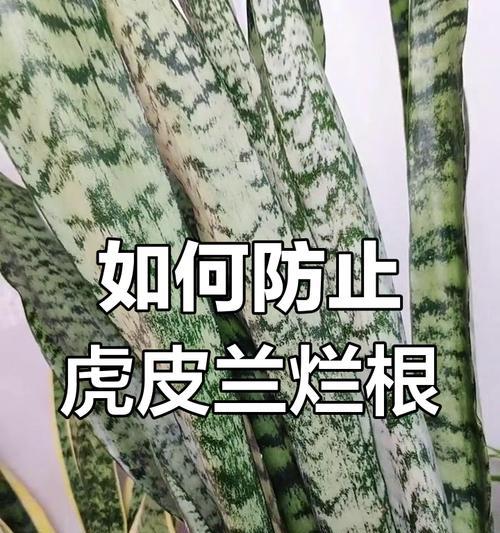 建兰烂根的原因及处理方法是什么？