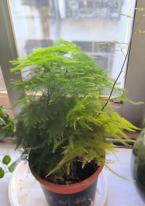 文竹需要什么肥料？如何正确施肥促进生长？