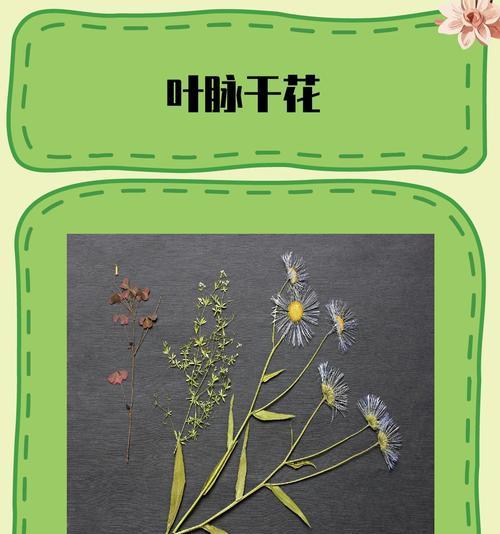 干花挑选的标准是什么？怎样挑选出高品质的干花？