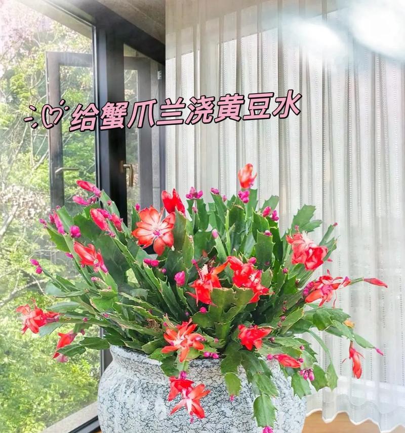 给花草浇水的最佳时间是什么时候？如何判断植物需水？