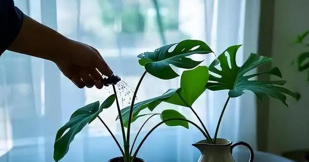给花草浇水的最佳时间是什么时候？如何判断植物需水？