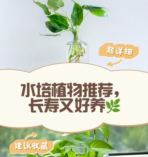 水培长寿花的正确养护方法是什么？