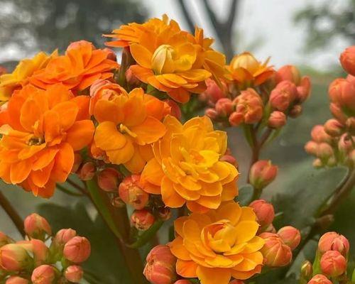 水培长寿花的正确养护方法是什么？