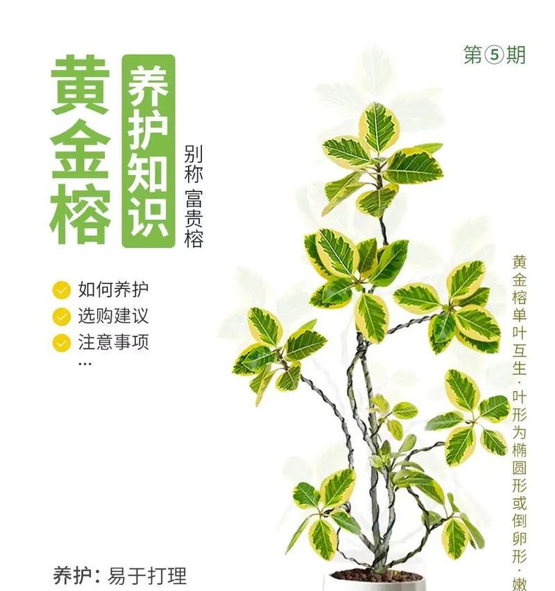榕树种植的步骤和注意事项有哪些？