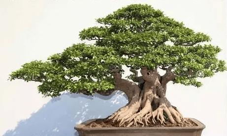 榕树种植的步骤和注意事项有哪些？