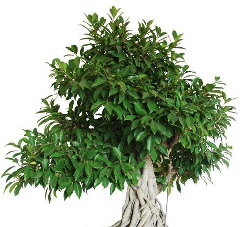 榕树种植的步骤和注意事项有哪些？