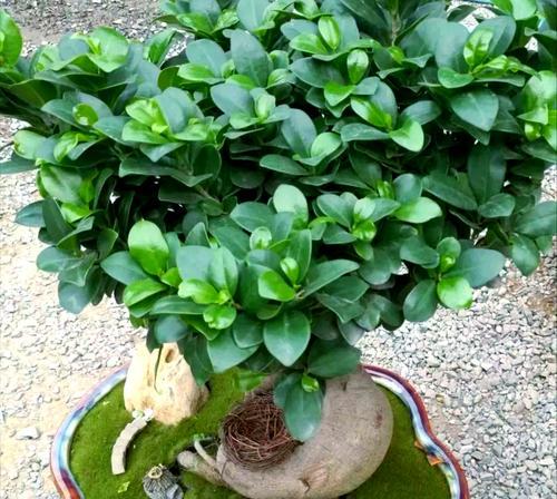 花草树木过冬的正确方法是什么？