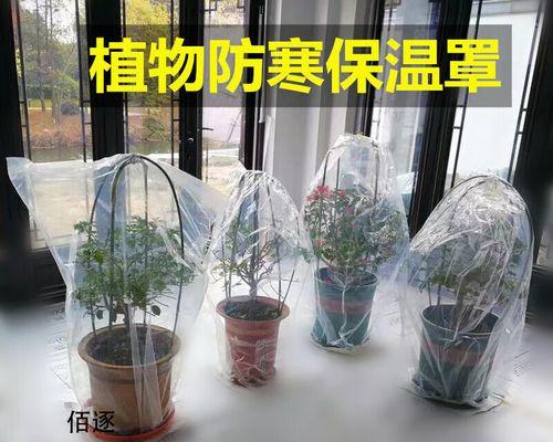 花草树木过冬的正确方法是什么？