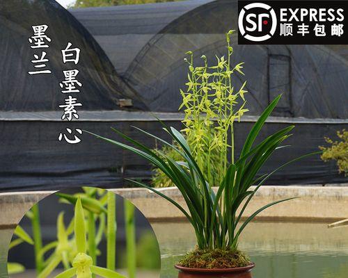 兰花素心品种有何特点？如何区分素心品种？
