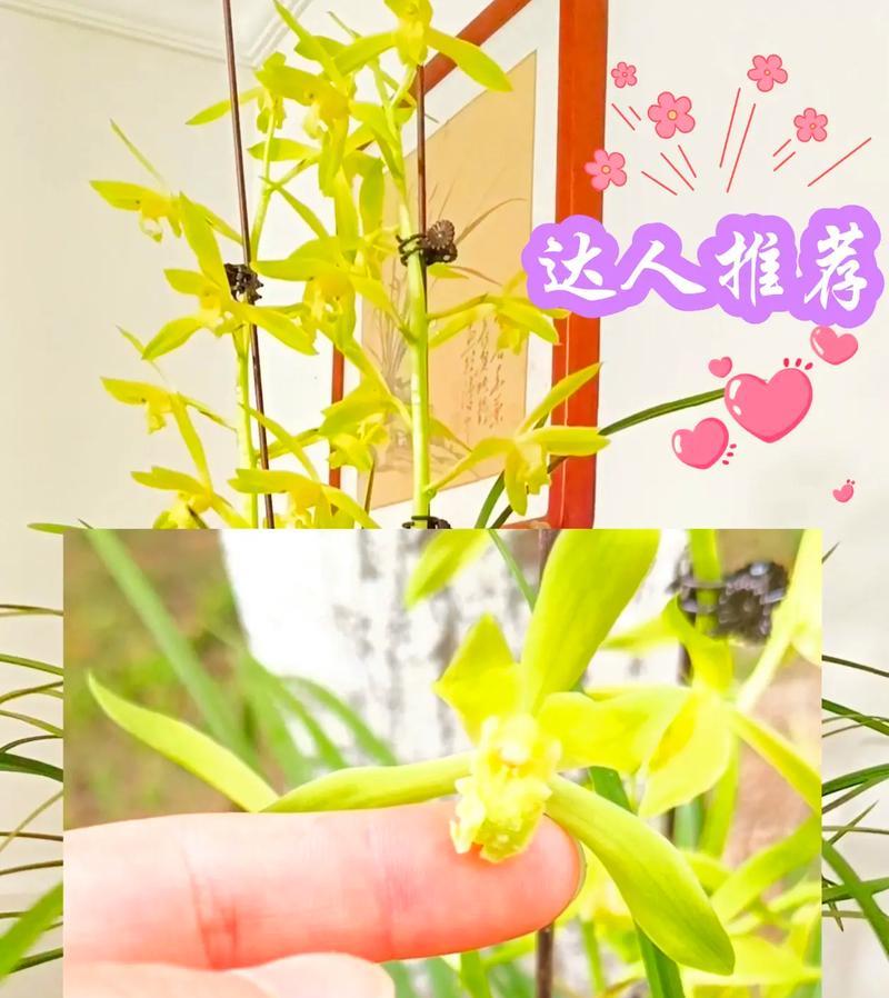 兰花素心品种有何特点？如何区分素心品种？