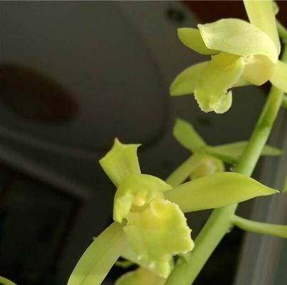 兰花素心品种有何特点？如何区分素心品种？