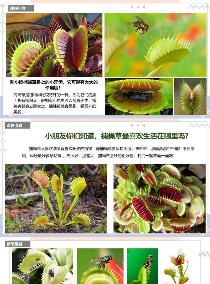 捕蝇草有哪些不同品种？