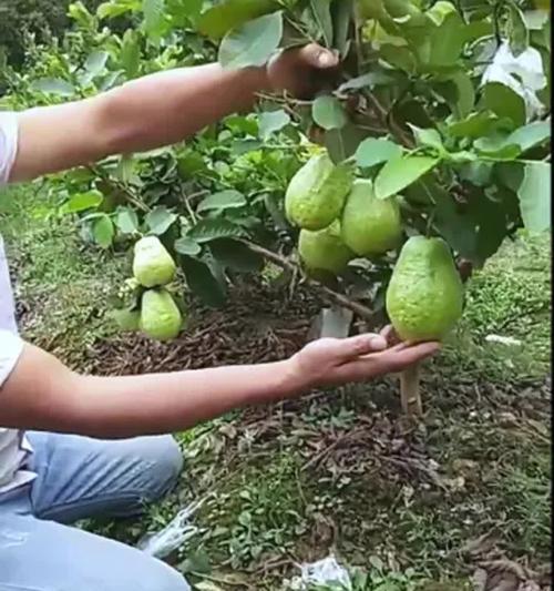 番石榴盆栽技巧有哪些？盆栽番石榴的注意事项是什么？