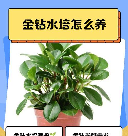 金钻繁殖的有效方法是什么？