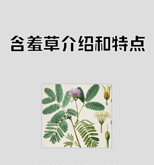 含羞草种植的正确步骤是什么？