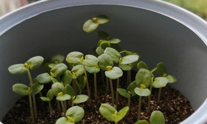 含羞草种植的正确步骤是什么？