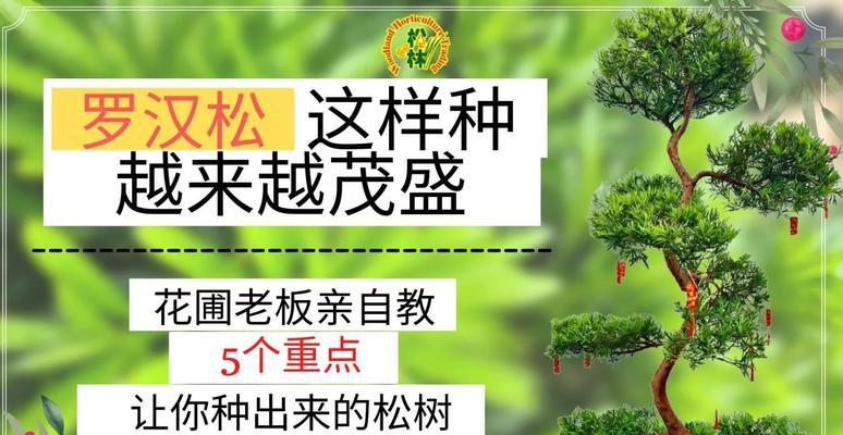 罗汉松的养护方法是什么？