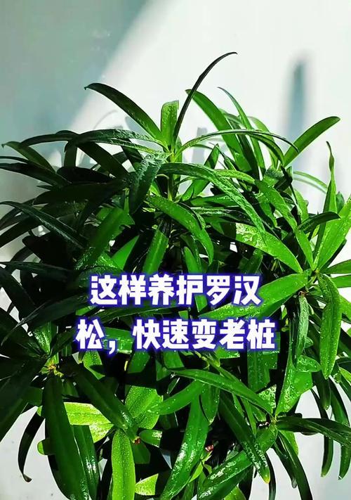 罗汉松的养护方法是什么？
