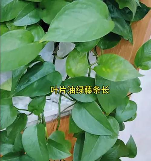自制绿萝肥料的最佳配方是什么？