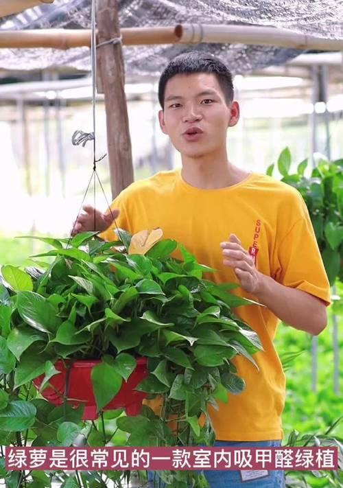 自制绿萝肥料的最佳配方是什么？