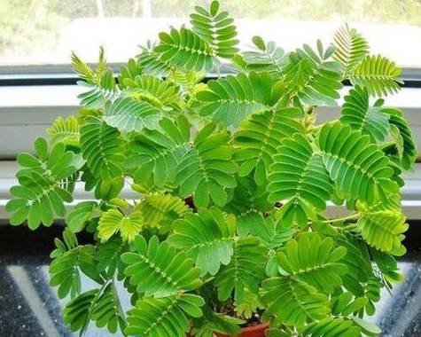 害羞草的种植技巧和注意事项是什么？