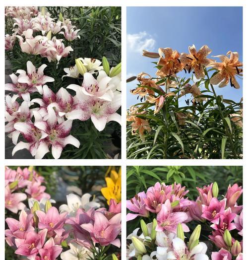 百合花种植需要注意什么？如何提高成活率？