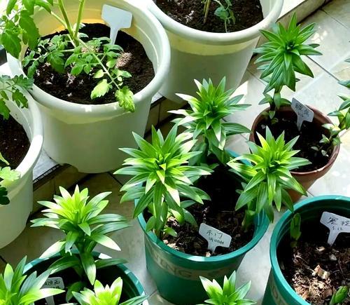 百合花种植需要注意什么？如何提高成活率？
