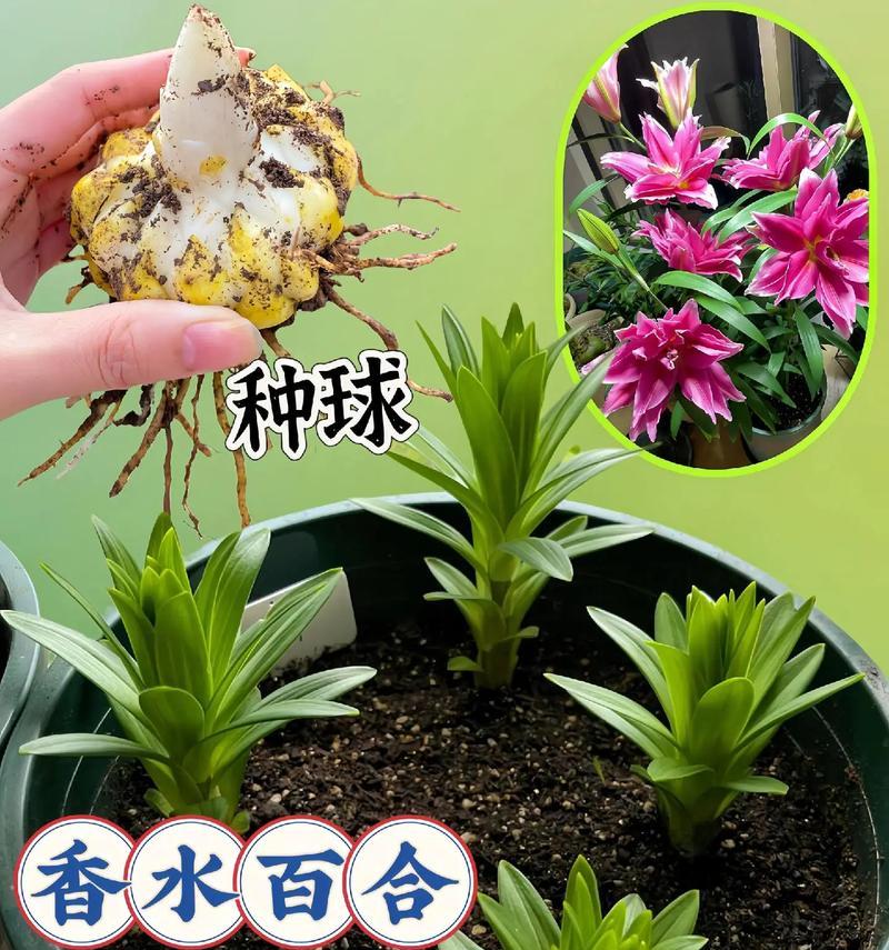 百合花种植需要注意什么？如何提高成活率？