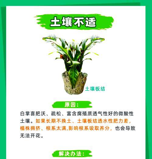 白掌花发黄的处理方法和预防措施是什么？
