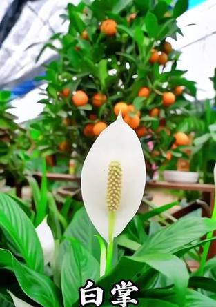 白掌花发黄的处理方法和预防措施是什么？